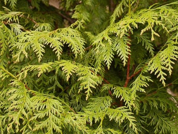 Deer Browse 4 Western Redcedar | Denman Conservancy Association