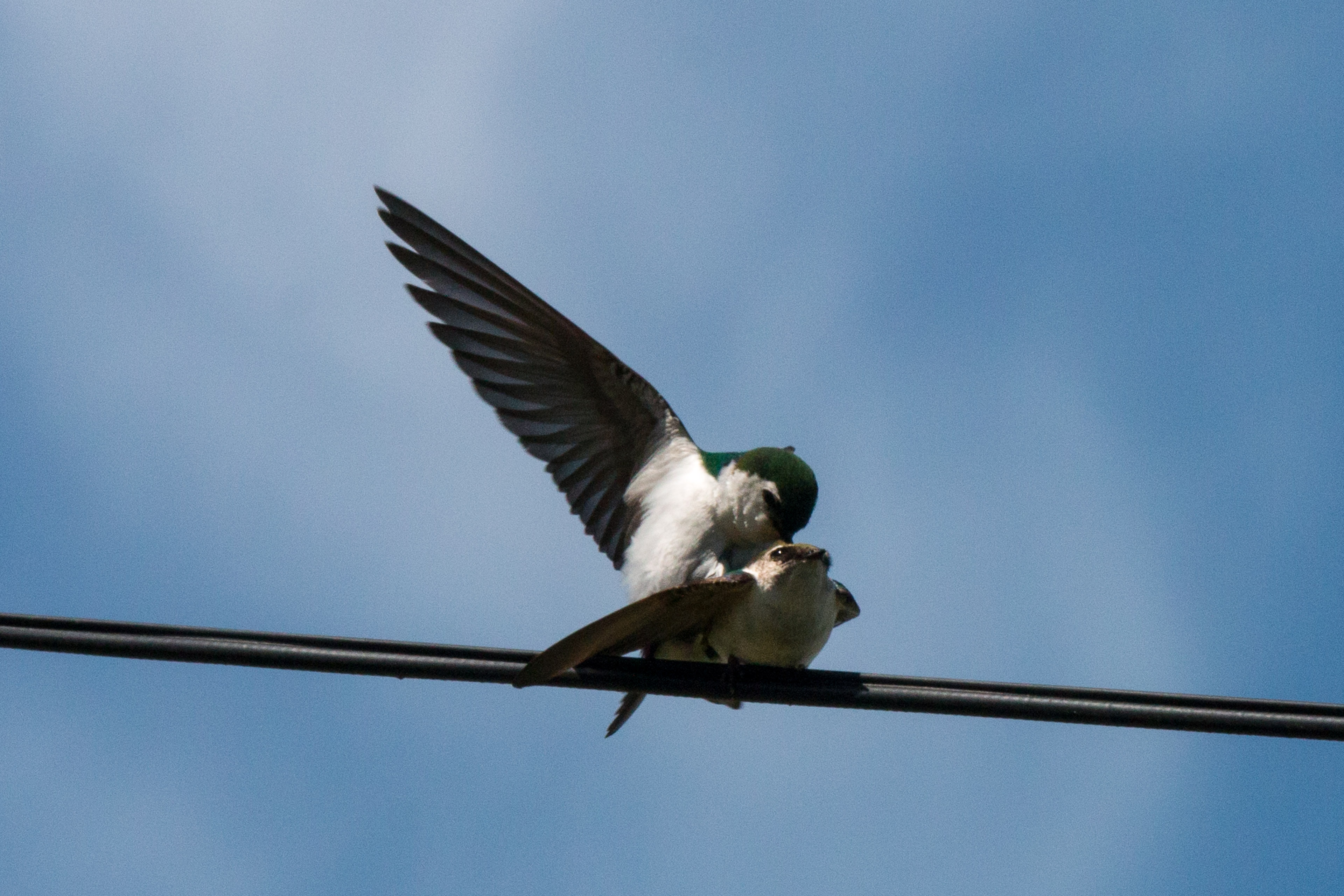 Violet-green Swallow Timeline | Denman Conservancy Association