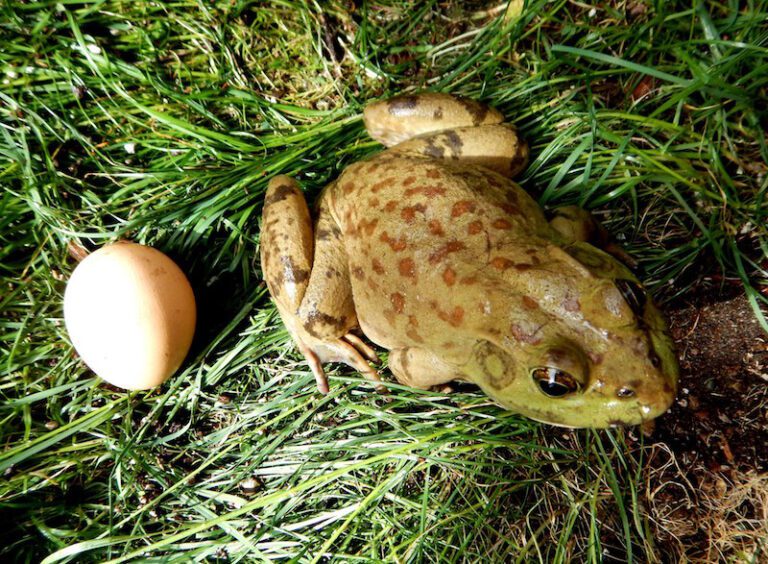 American Bullfrogs: Early Detection is Key | Denman Conservancy Association