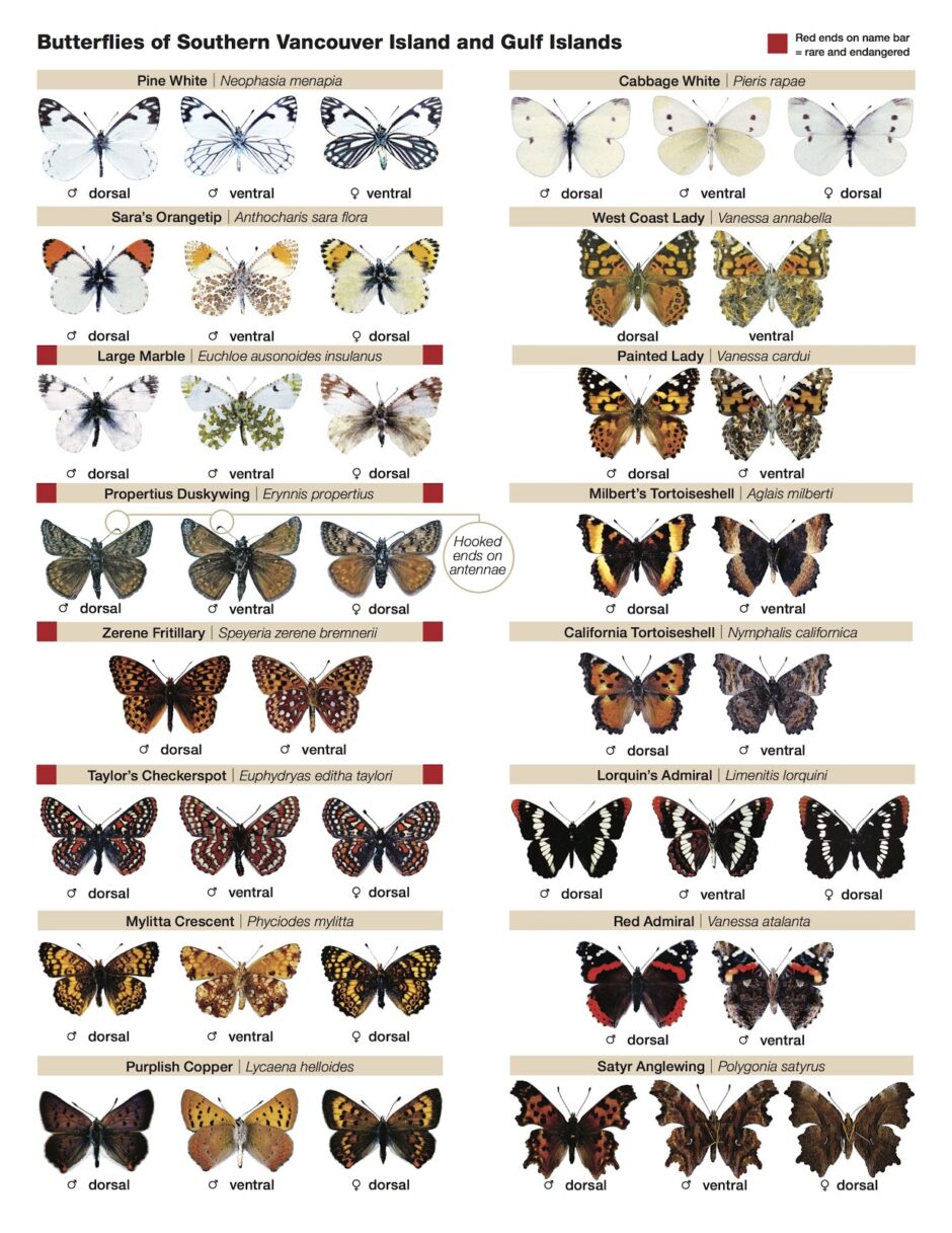 Taylor’s Checkerspot Butterfly | Denman Conservancy Association